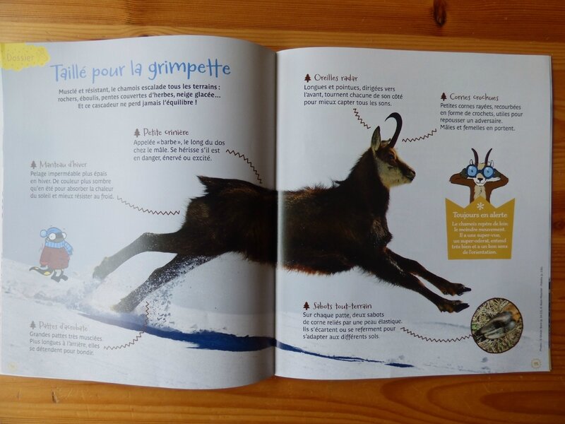 Petite Salamandre 15 (2)