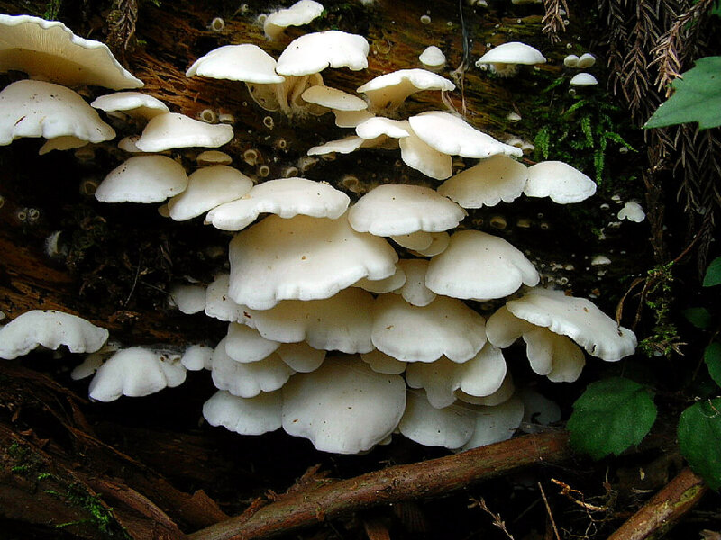 Pleurocybelle porrigens