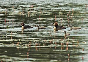 grebe_en_famille0001_copie