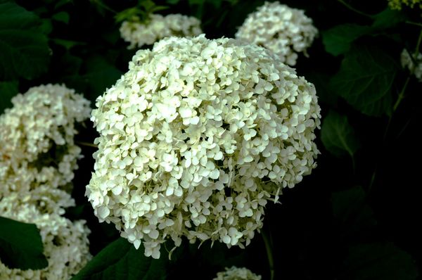 Fleurs du Botanique 092