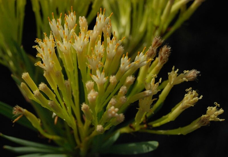 Kleinia neriifolia 2