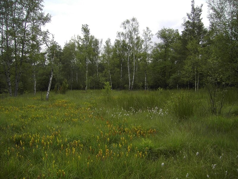 RN Lande à génévriers juillet 08 - 003