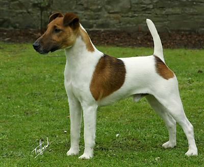 fox-terrier-smooth-2