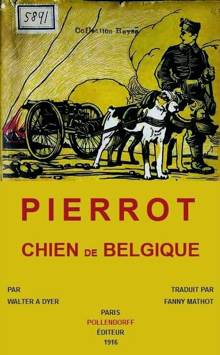 Pierrot chien de Belgique