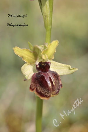 Ophrys_araign_e_02