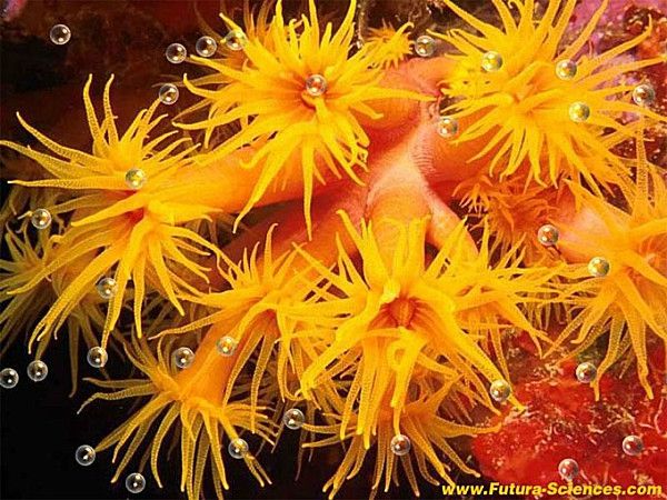 anemone-de-mer_5[1]