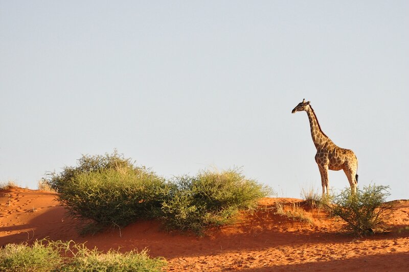 Girafe de l'Angola, désert du Kalahari, Namibie