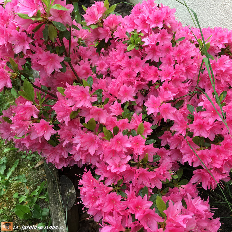 Azalée-Japonica-Helena-3