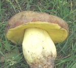 Zuti_20vrganj_20_Boletus_20appendiculatus_