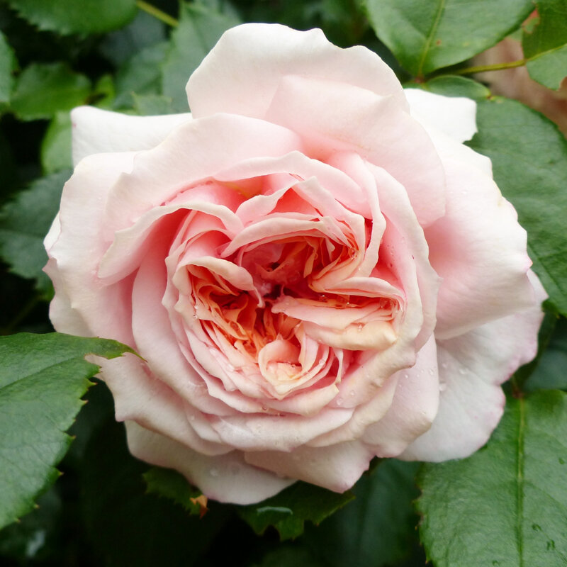 rose garden of roses (3)