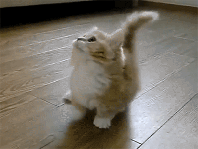post-34034-cute-kitty-dancing-gif-kRZU