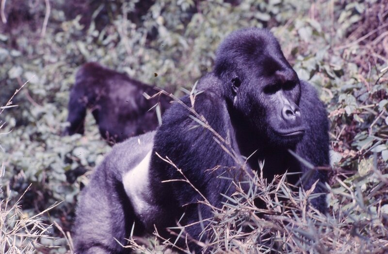 Bukavu_1986_Kahuzi