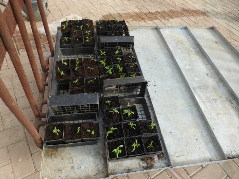 14-tomates, rempotage tomates (1)