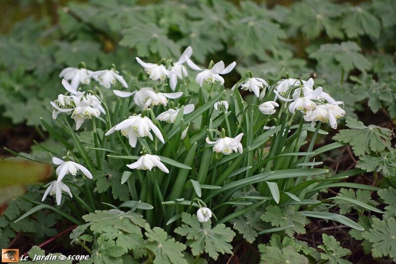 Perce-neige