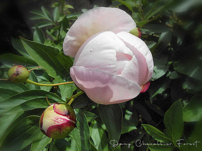 pivoine rose2