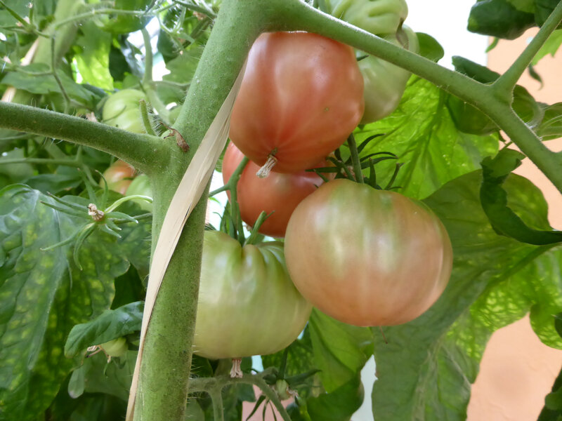 15-tomates, serre (6)
