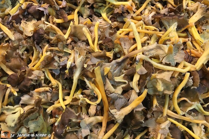 Chanterelles-jaunes