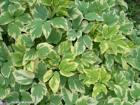 Aegopodium_variegata