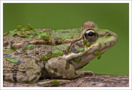 Galuchet_grenouille_profil_GP_130610