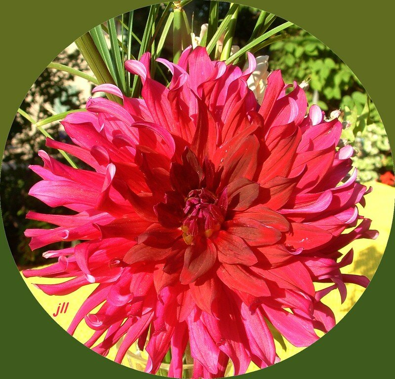 dahlia gp