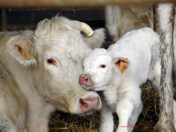 tendresse