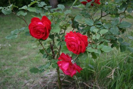 roses_rouges