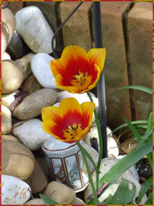 tulipes 2