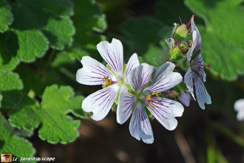 Geranium-renardii