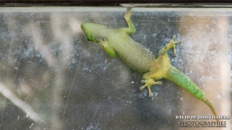 LÉZARD VERT MAURICIEN (Phelsuma cepediana), Endémique de Maurice