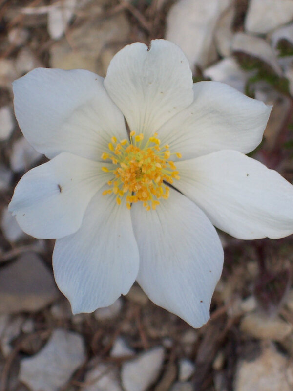 110 Fleurs blanches jaune