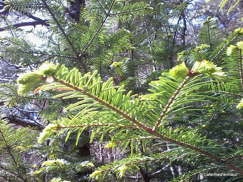 lafermedenhaut-ardeche.jimdo.com