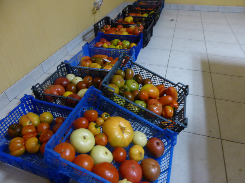 15-tomates (1)