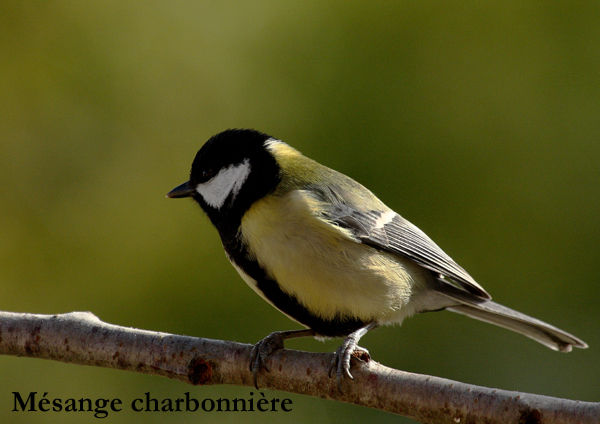 Quel est donc cet oiseau Photos d oiseaux