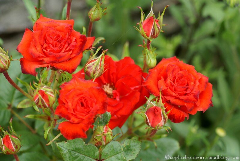 fin mai roses rouges