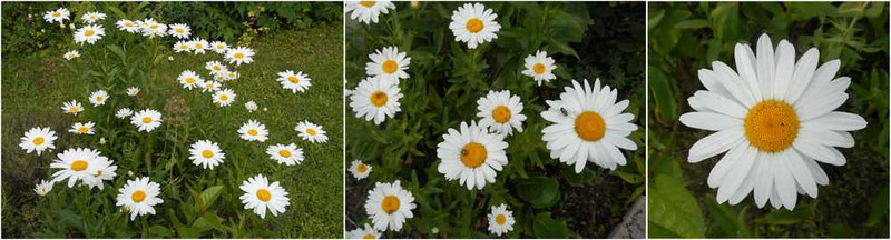 marguerites