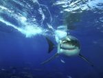 dangerous05-great-white-shark_16655_600x450