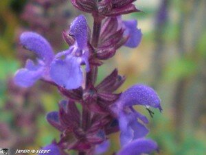 Salvia nemerosa Blaukönigin