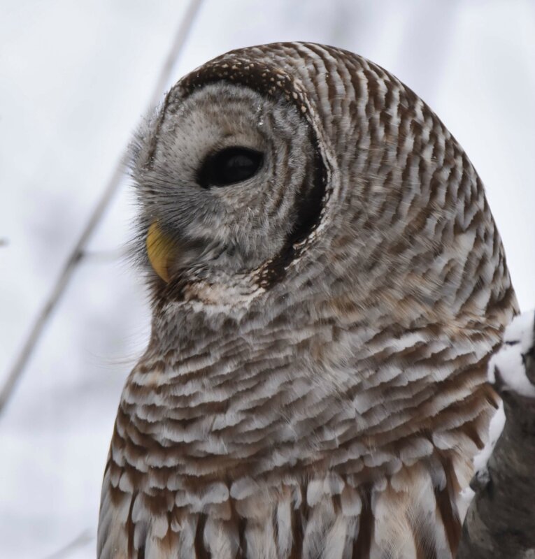 Barred Owl3