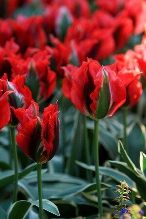 IMG_2474copie2