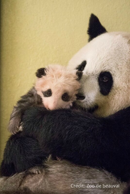 bébé panda zoo Beauval