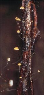 Marasmius crinisequi umanoke