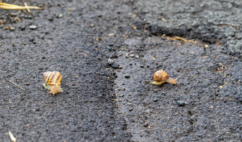 macro 030622 1 escargots goudron ym