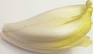 ENDIVE