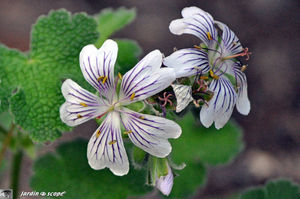 Geranium Renardii
