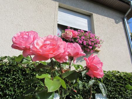 fleurs , rose & roses 031