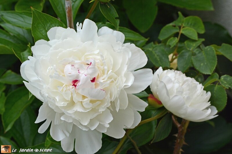 Pivoine-blanche