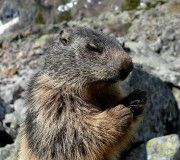Marmotte-en-prière-180x160