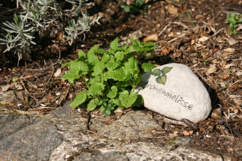 la mélisse citronnée