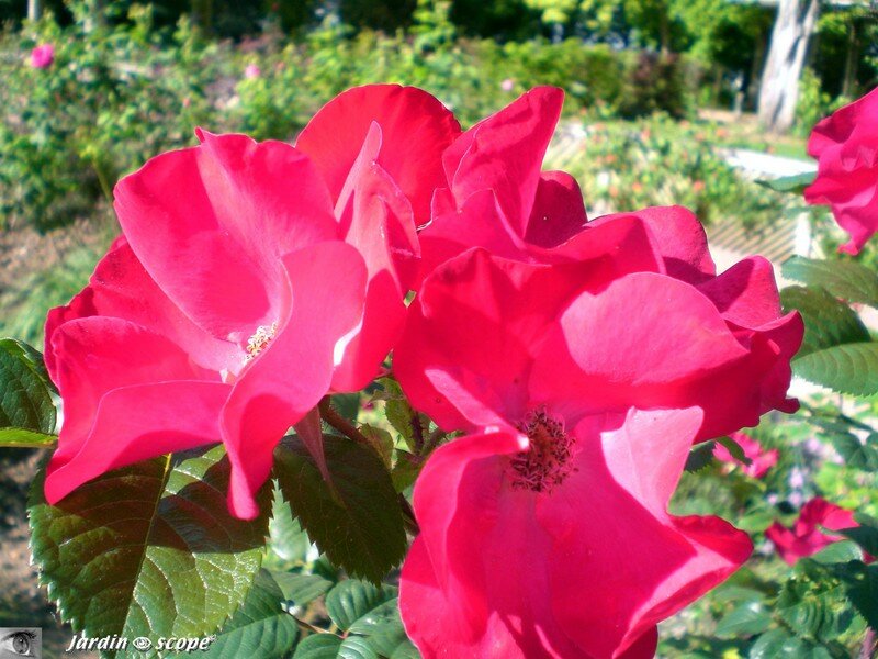 Au parc Floral de la Source à Orléans