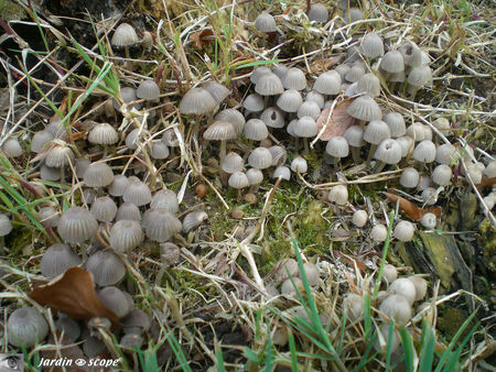 Coprinus_disseminatus